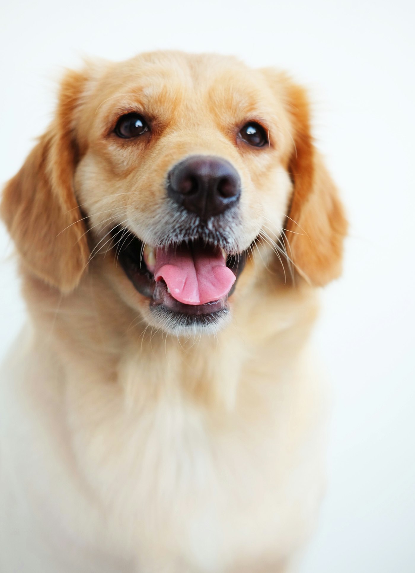 Happy dog