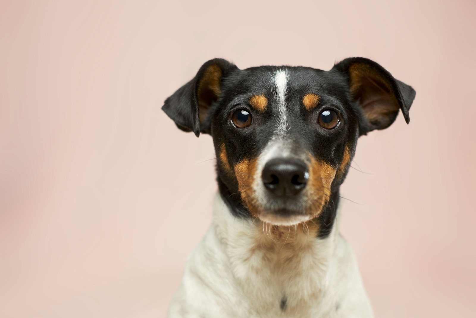 Where every pet is family